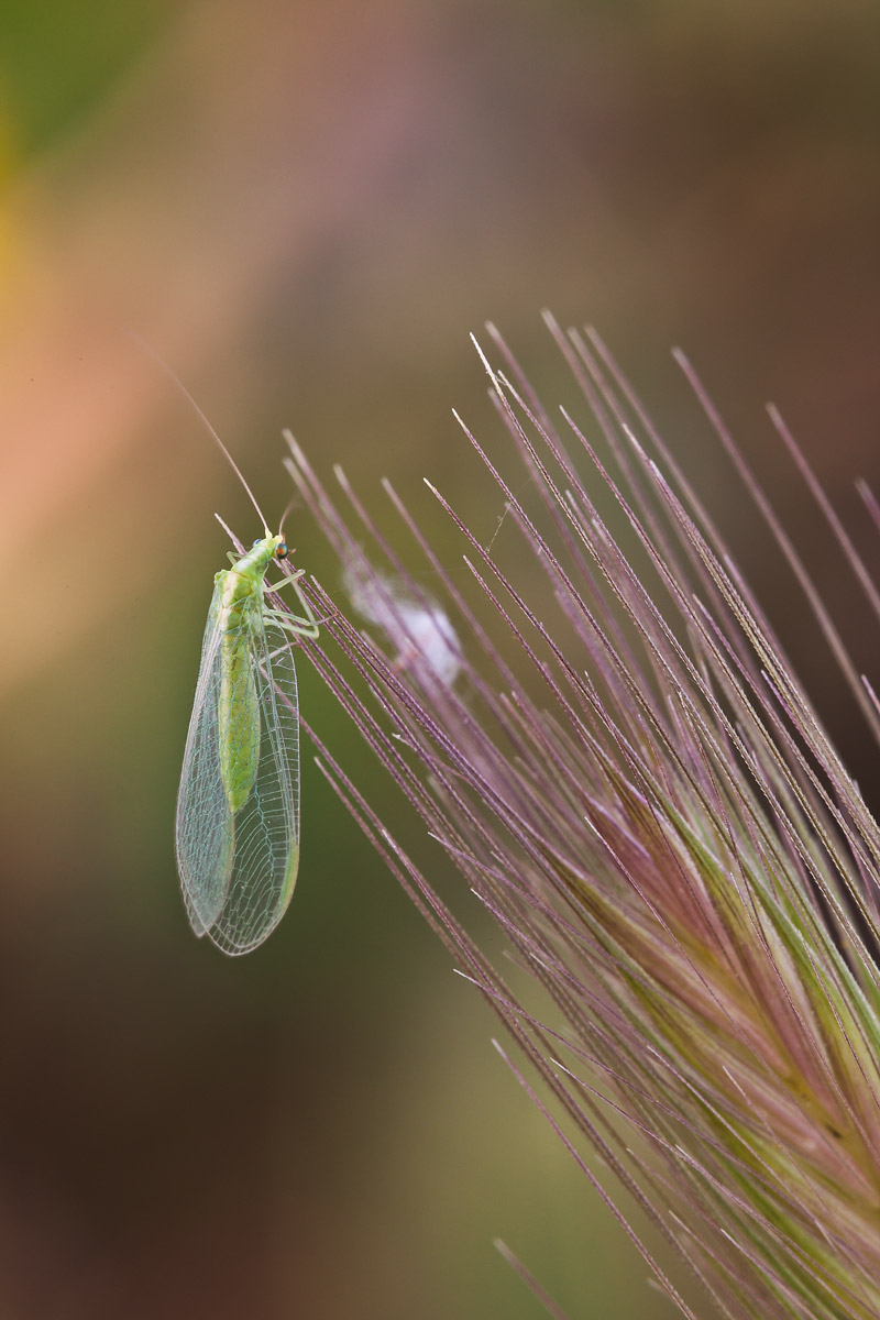 Chrysopidae da determinare