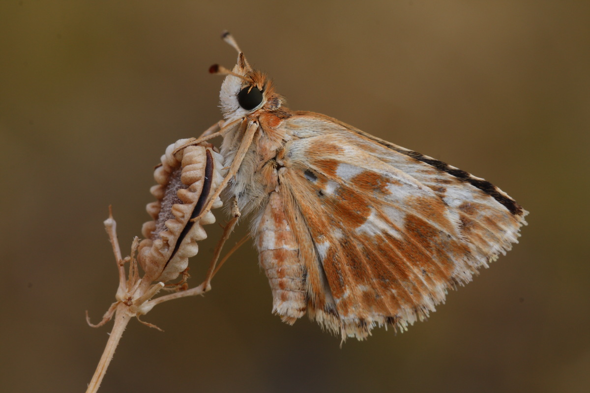 Pyrgus da determinare