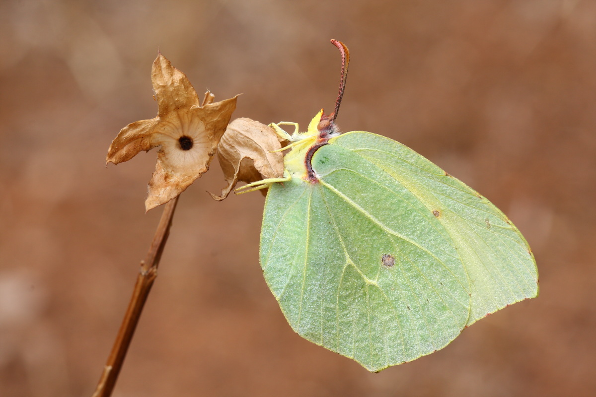 Gonepteryx rhamni,conferma ID
