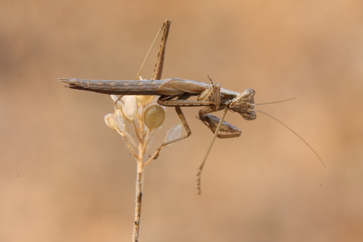 Ameles heldreichi (Mantidae)