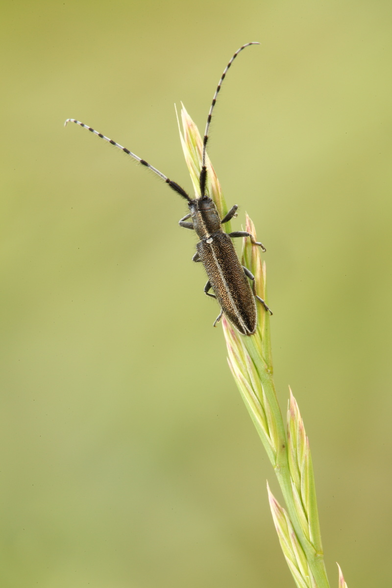 Agapanthia del cardo,conferma ID