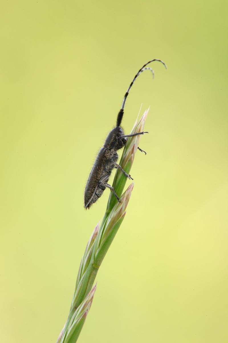 Agapanthia del cardo,conferma ID