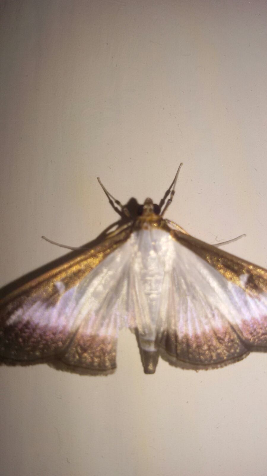 Identificazione Falena - Cydalima perspectalis