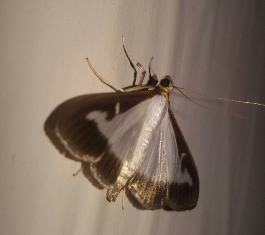 Identificazione Falena - Cydalima perspectalis