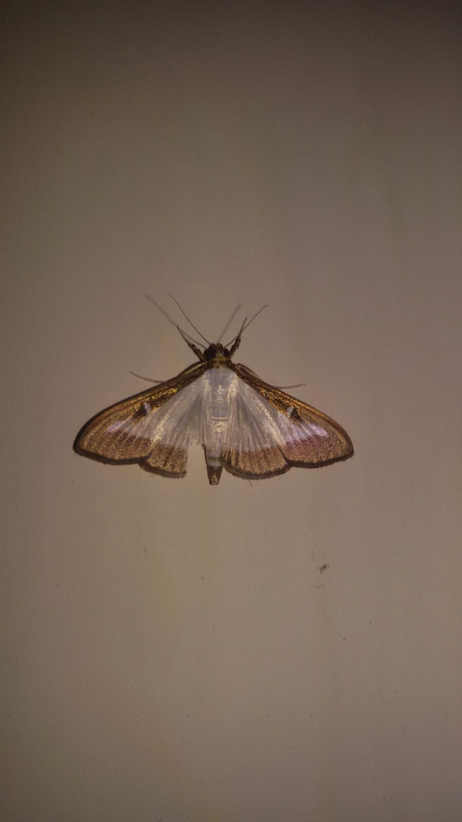 Identificazione Falena - Cydalima perspectalis