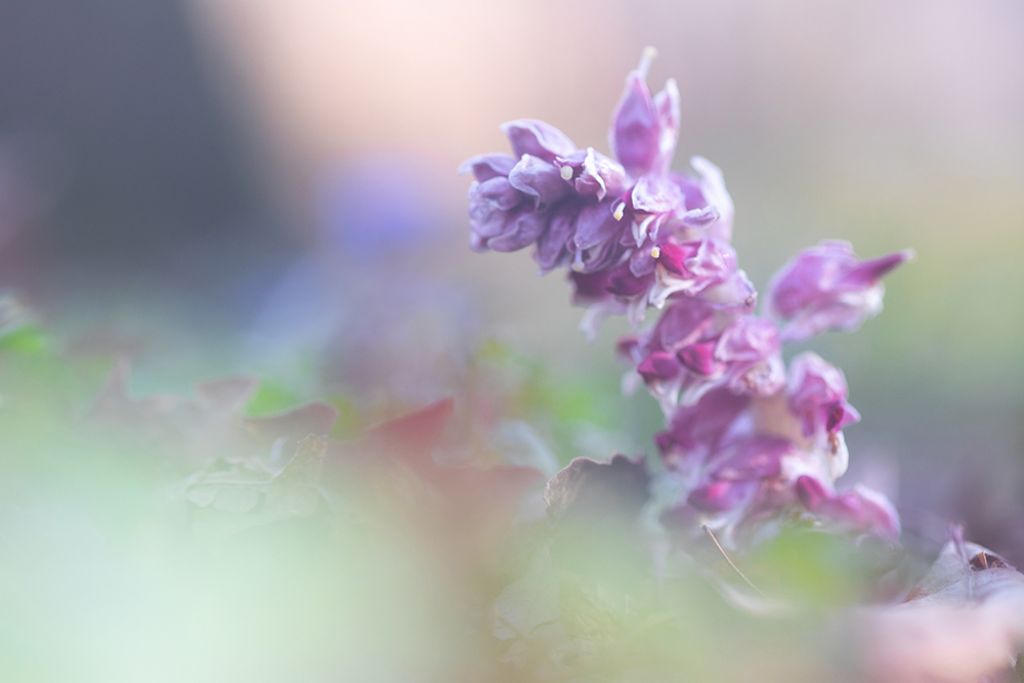 Lathraea squamaria (Orobanchaceae)