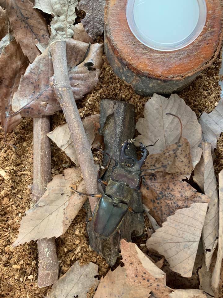 ID Cervo Volante dal Giappone: Lucanus maculifemoratus (cfr.)