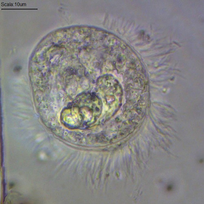 Ancora degli sconosciuti