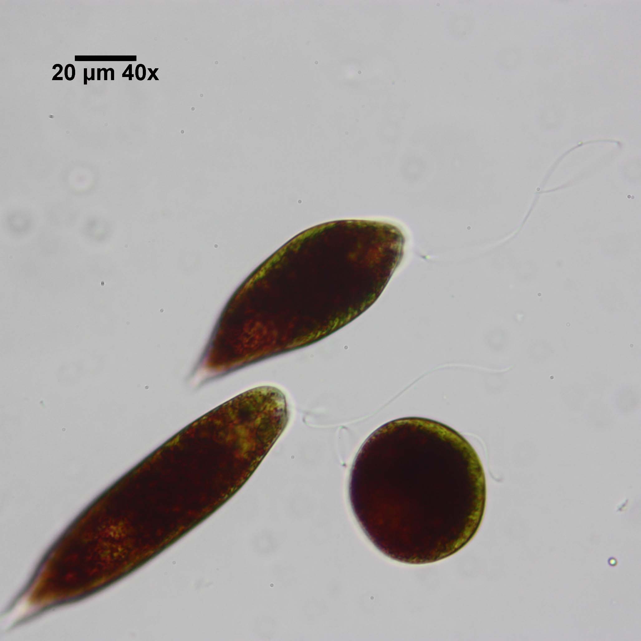 Euglena sanguinea