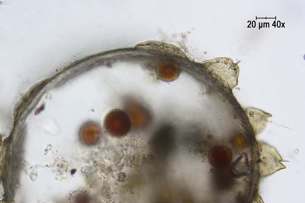 Strano anche questo.