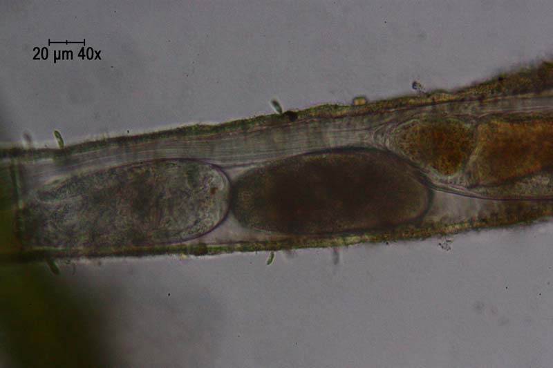 Limnias (?) riproduzione (?)2