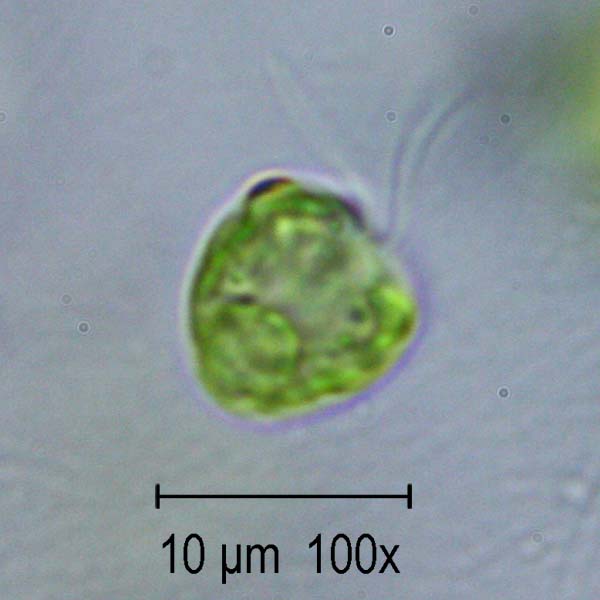 Altro da determinare