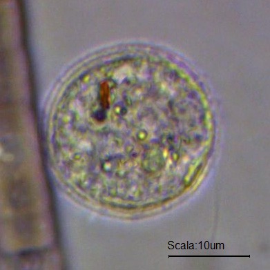 Ancora degli sconosciuti