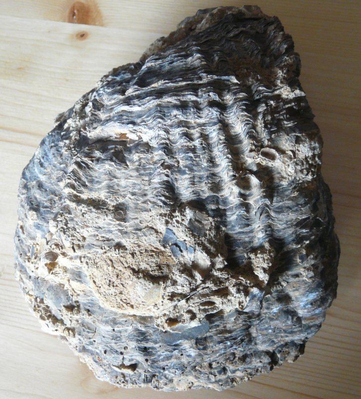 E'' un fossile?