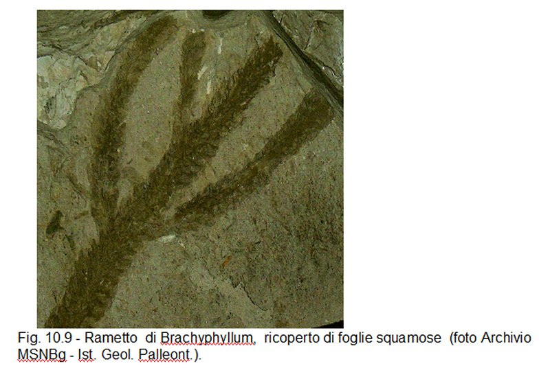 Altro dubbio: � un fossile?