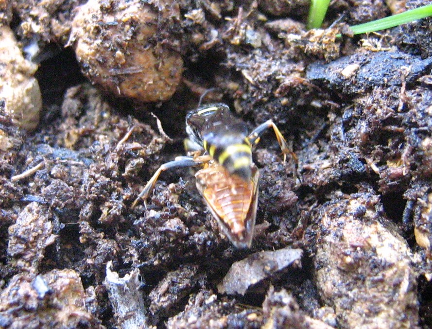 Gorytes sp? (Crabronide)  con omottero predato