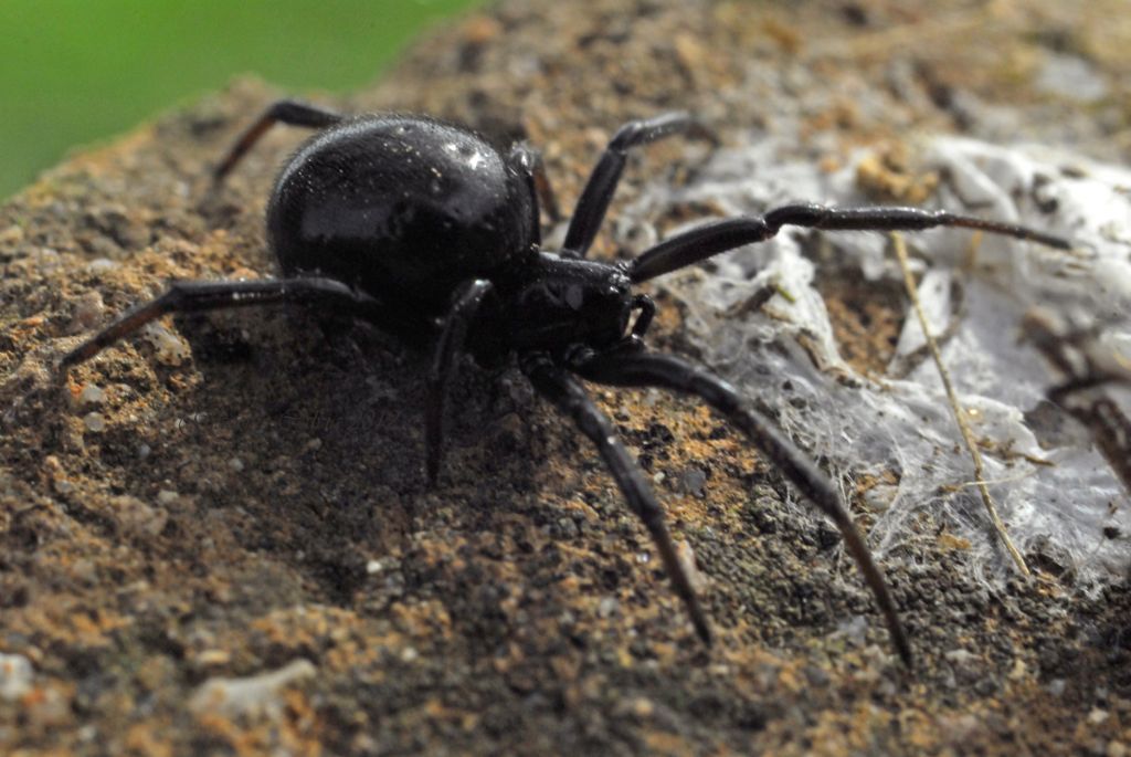 Steatoda paykulliana