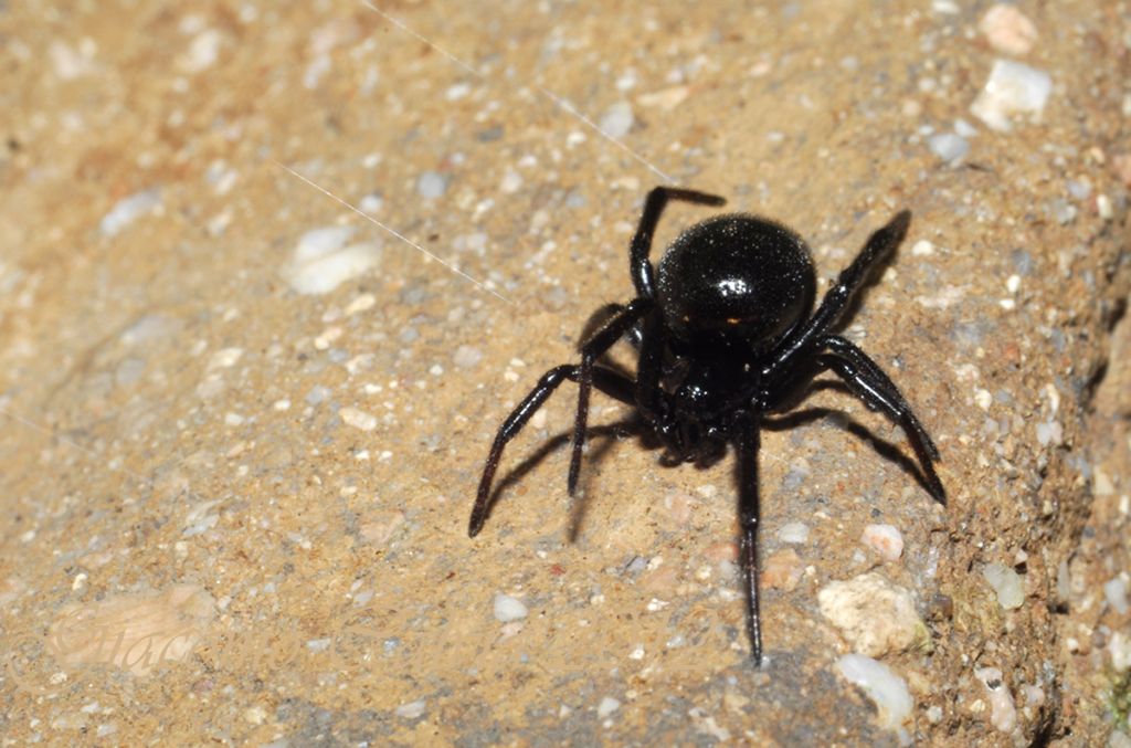 Steatoda paykulliana
