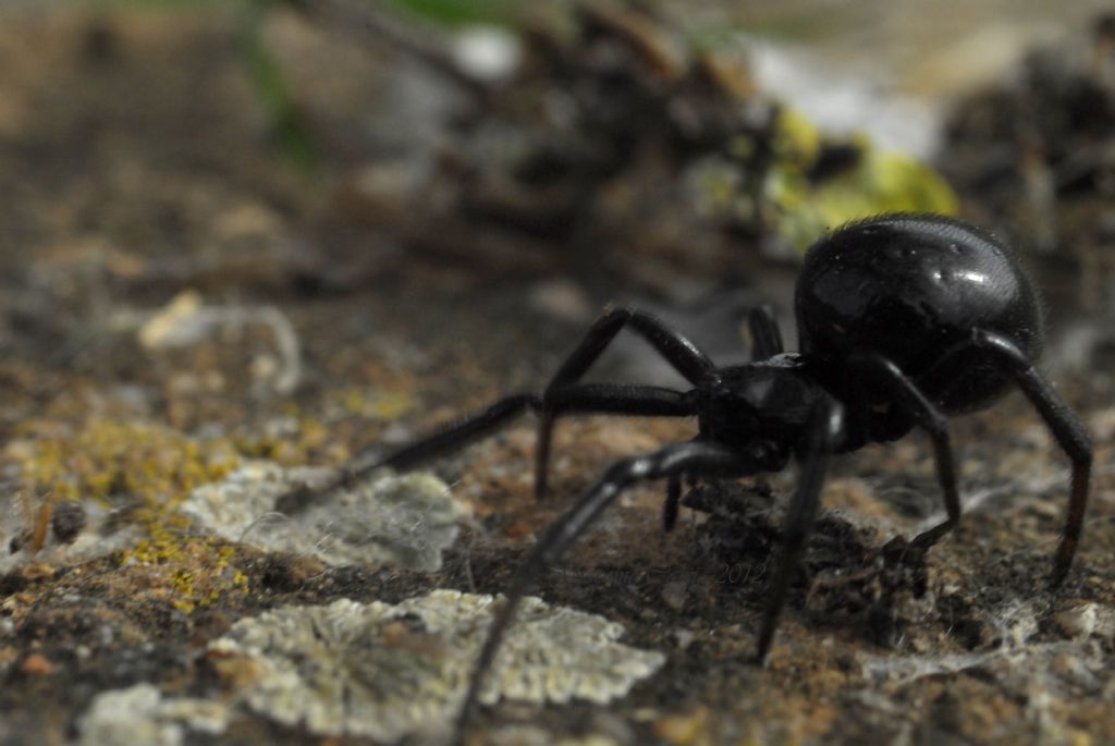 Steatoda paykulliana