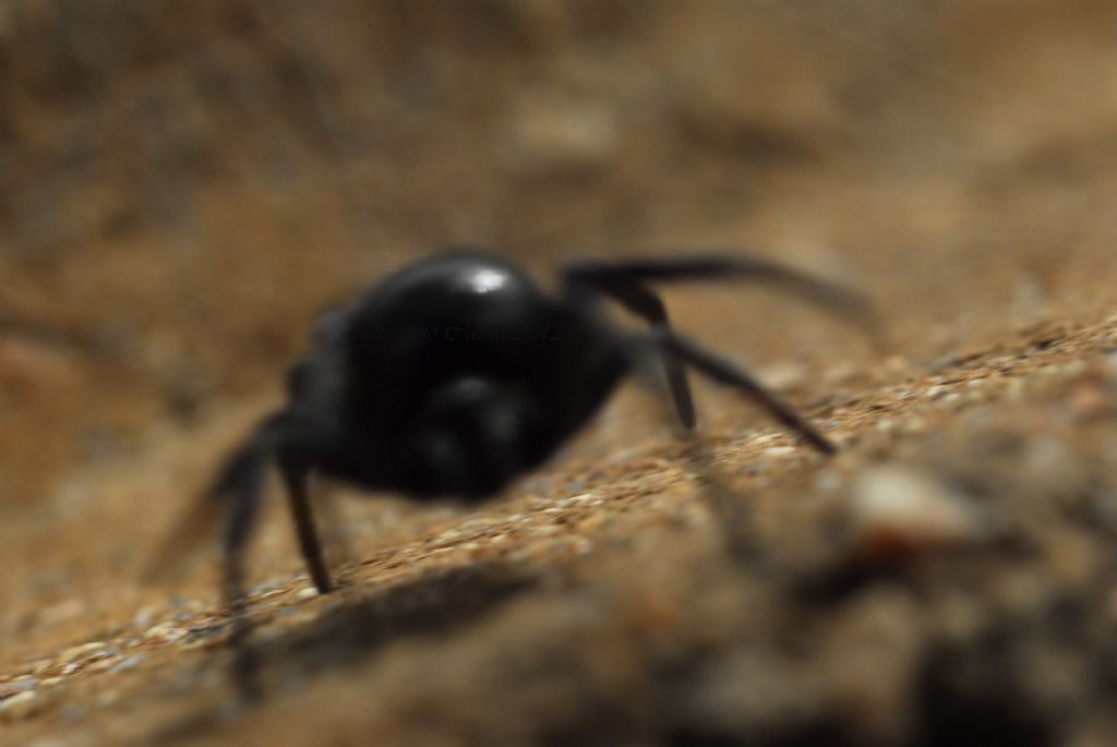 Steatoda paykulliana