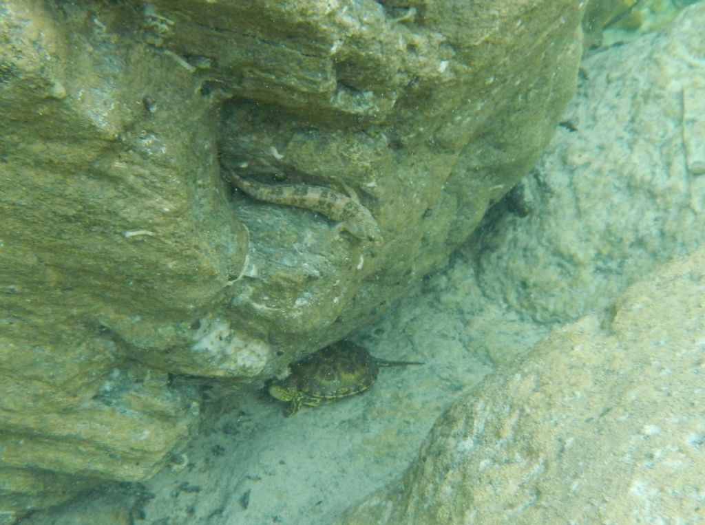 Cagnetta/Salaria fluviatis in Sardegna