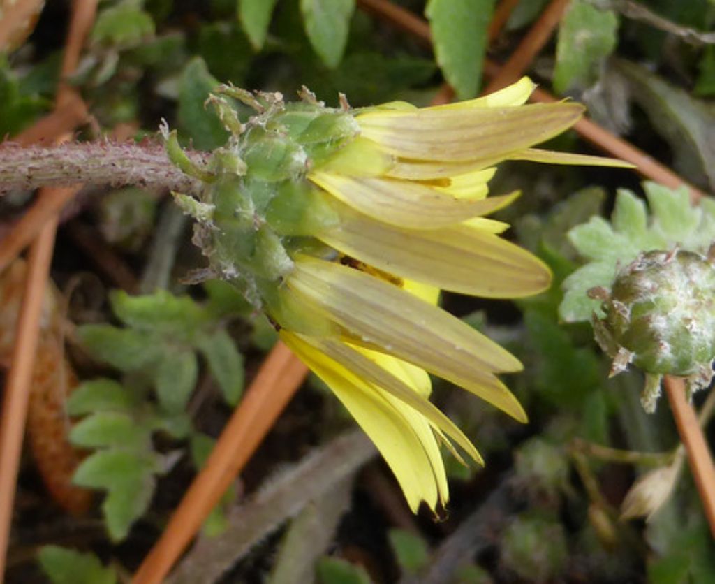 Arctotheca calendula / Arctoteca
