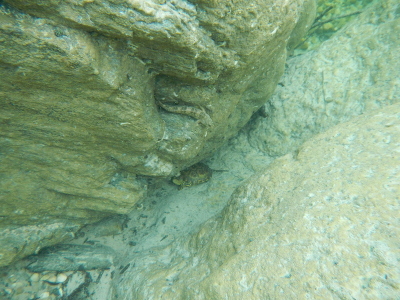 Cagnetta/Salaria fluviatis in Sardegna