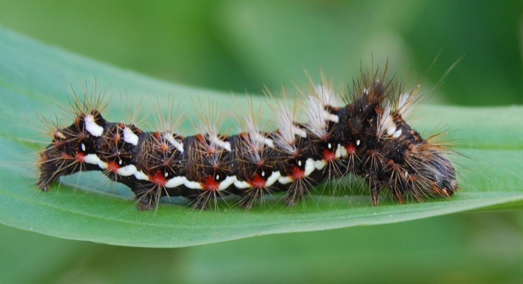 larva di Acronicta rumicis