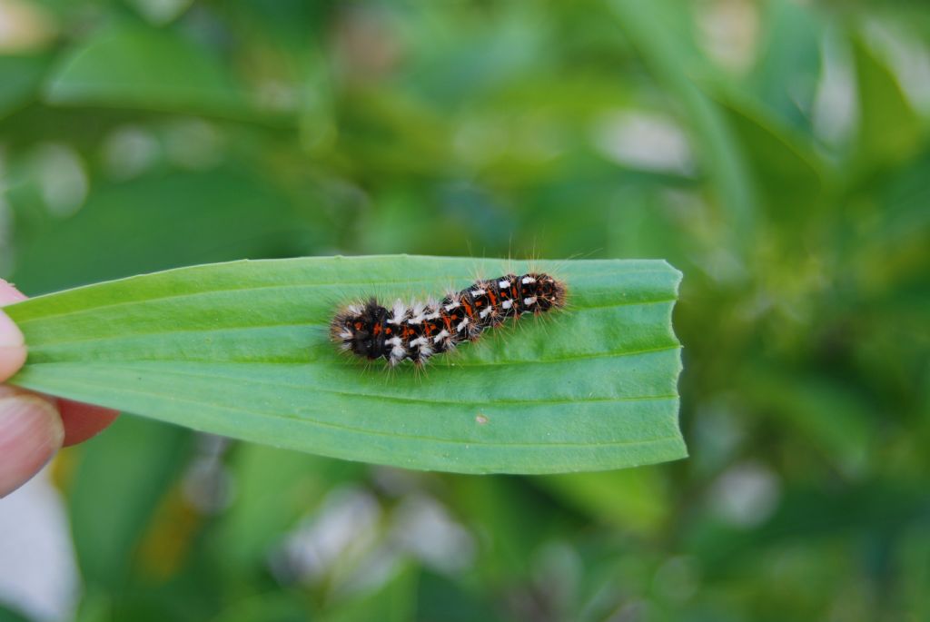 larva di Acronicta rumicis