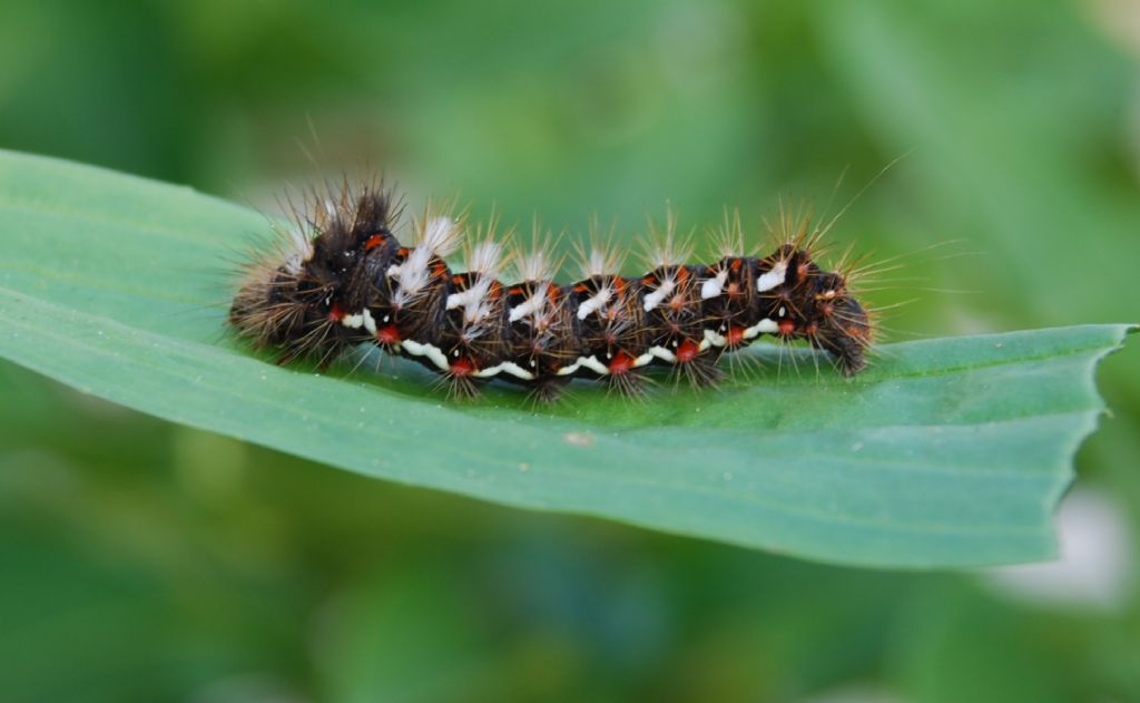 larva di Acronicta rumicis