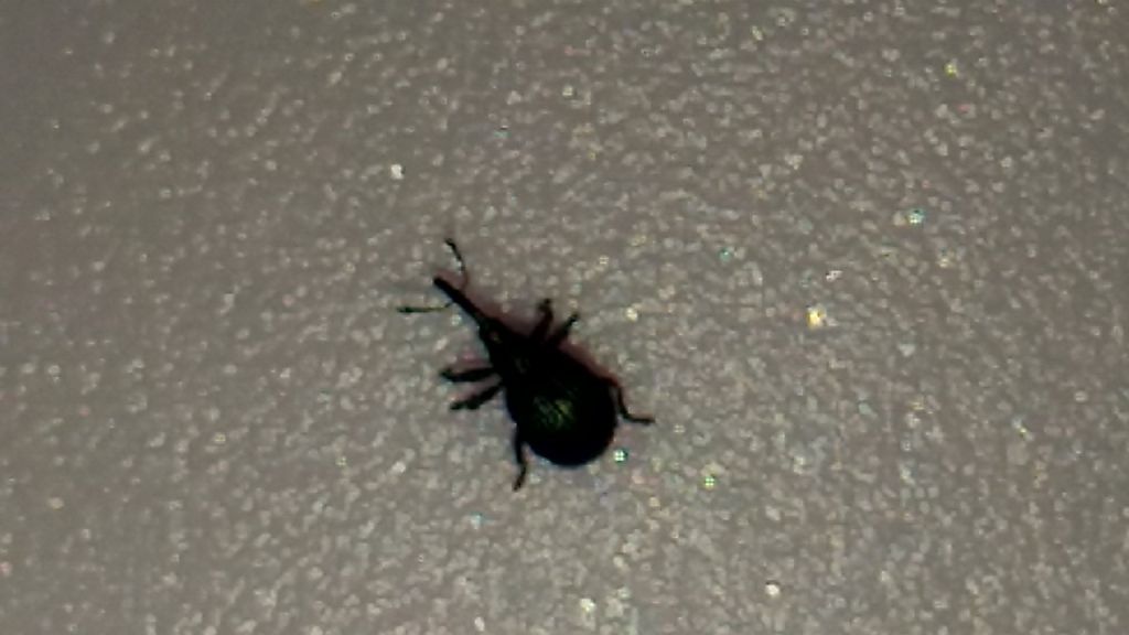 Apionidae:  Holotrichapion pisi