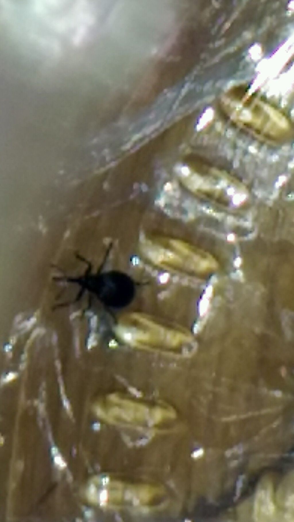 Apionidae:  Holotrichapion pisi