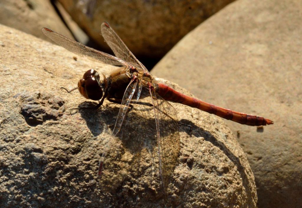 Sympetrum....