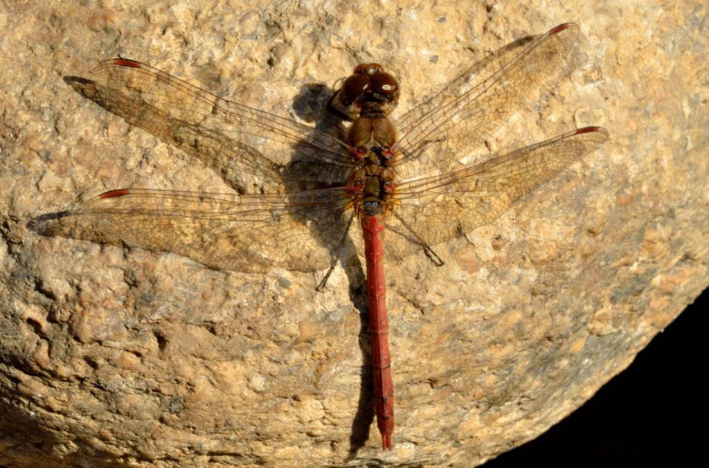 Sympetrum....