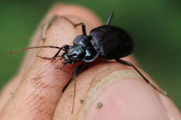 Unknown Carabidae -> Nebria sp.?  S, Nebria kratteri