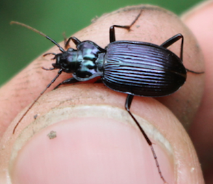 Unknown Carabidae -> Nebria sp.?  S, Nebria kratteri