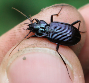 Unknown Carabidae -> Nebria sp.?  S, Nebria kratteri