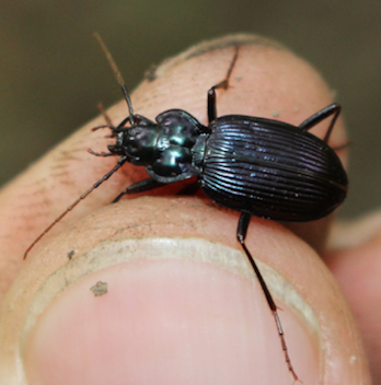 Unknown Carabidae -> Nebria sp.?  S, Nebria kratteri