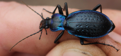 Carabidae: Carabus (Chaetocarabus) lefebvrei ssp. bayardi