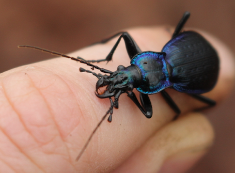 Carabidae: Carabus (Chaetocarabus) lefebvrei ssp. bayardi