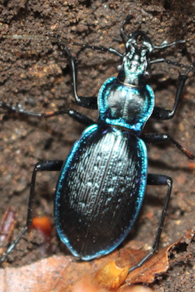 Carabidae: Carabus (Chaetocarabus) lefebvrei ssp. bayardi