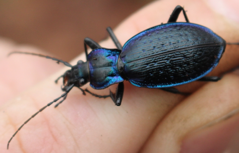 Carabidae: Carabus (Chaetocarabus) lefebvrei ssp. bayardi