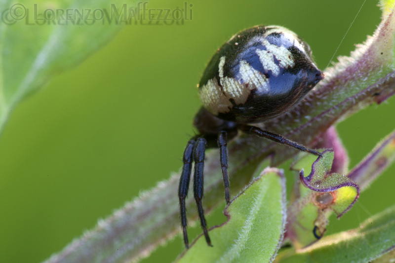 Synema globosum