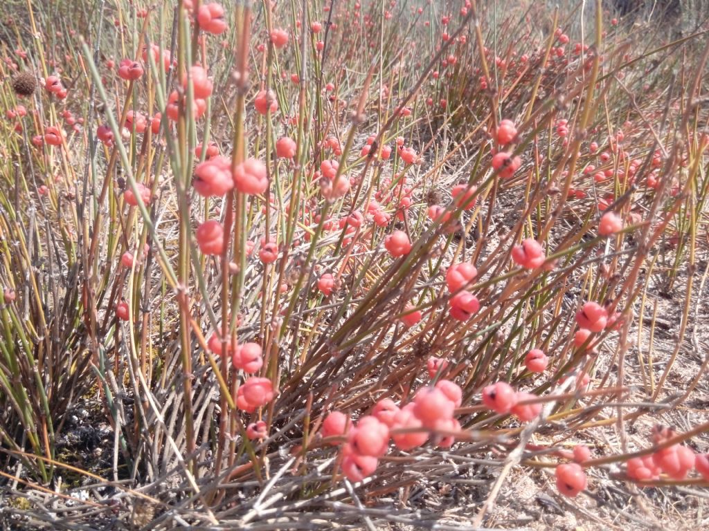 Ephedra distachya / Efedra distachia