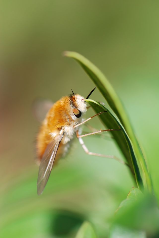 Riconoscimento insetto carino: Bombyliidae sp.