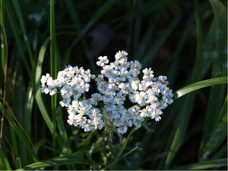 Achillea cfr. millefolium