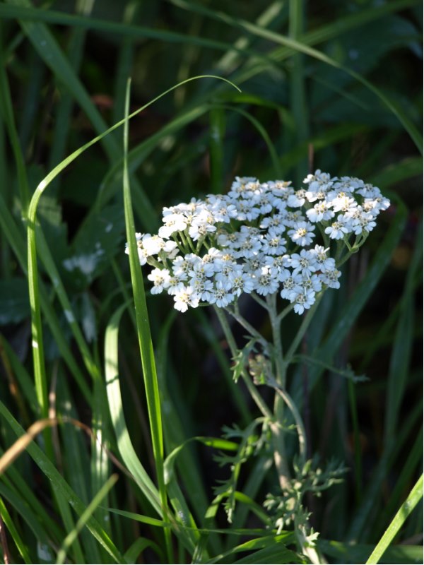 Achillea cfr. millefolium