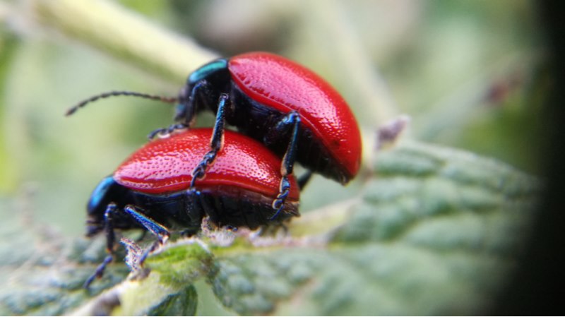 Chrysomelidae: Chrysolina grossa