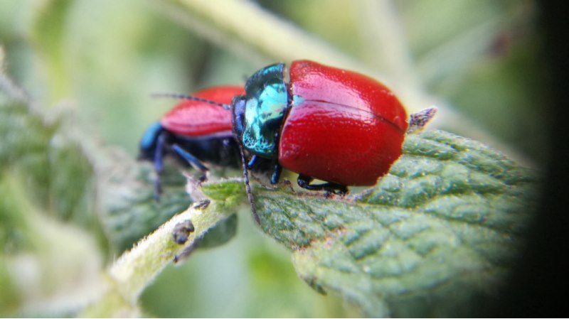 Chrysomelidae: Chrysolina grossa