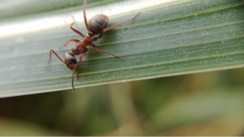 Formichina da identificare:  Formica sp.